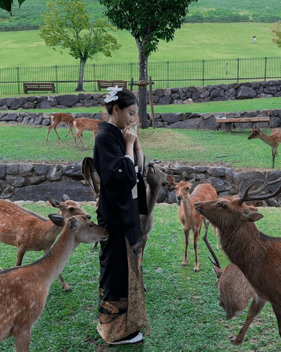 Sacred deer roaming freely in Nara Park near Kyoto